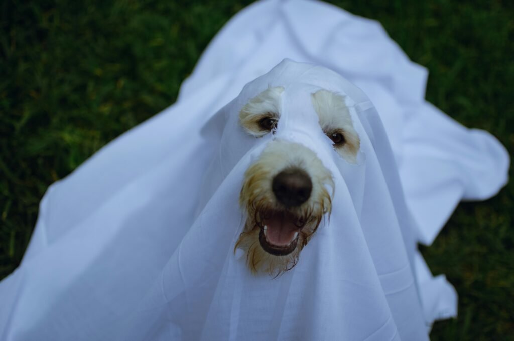 Best Dog Training Methods