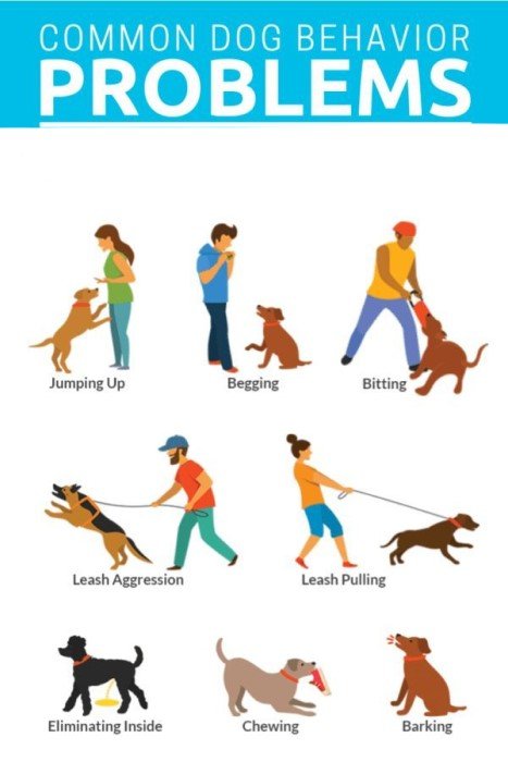 Best Dog Training Methods