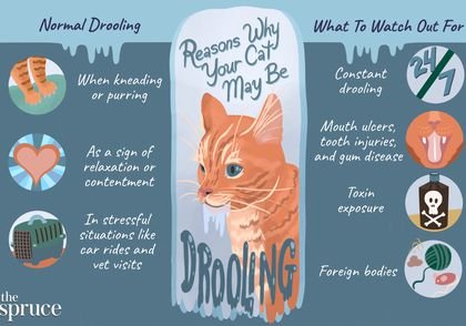 Cat Behavior Training