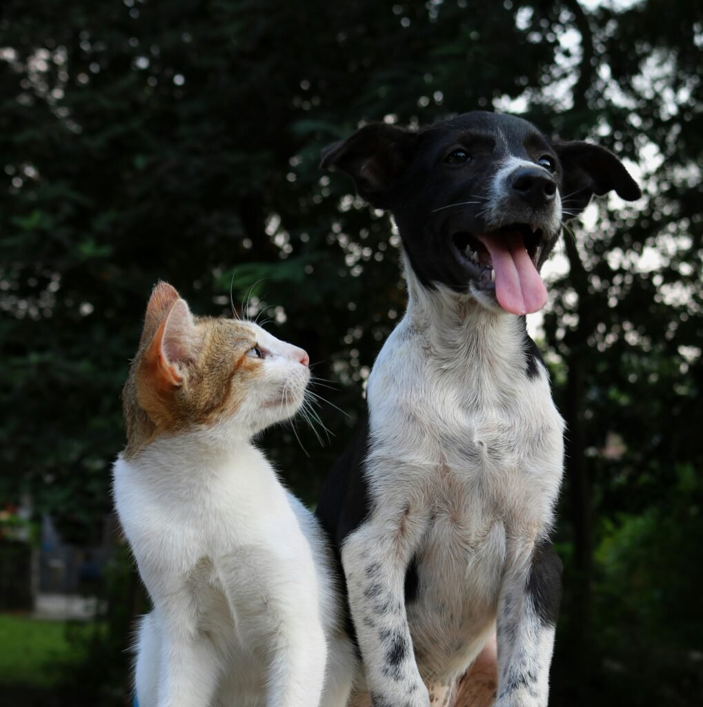 Pet Care Essentials