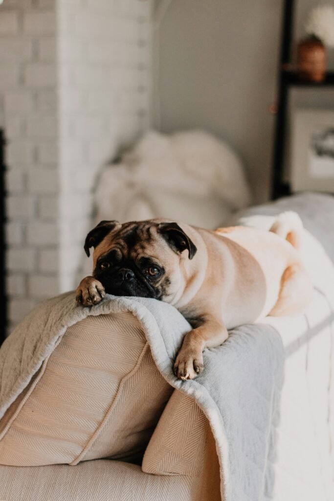 Pet Care Essentials