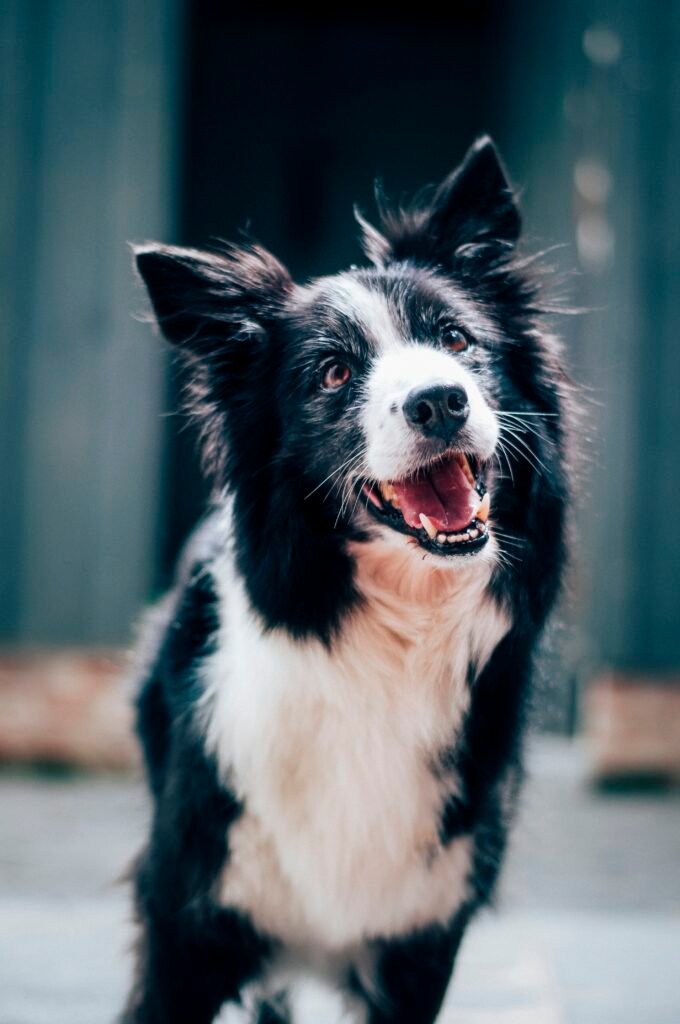 Pet Dental Care Tips