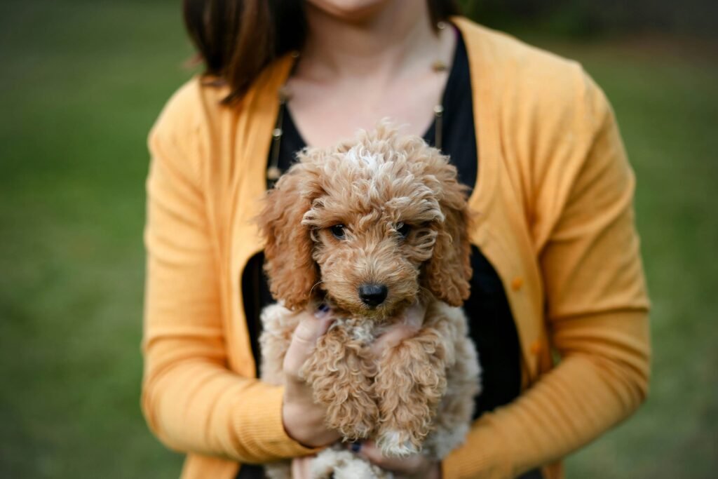 Puppy Socialization Tips