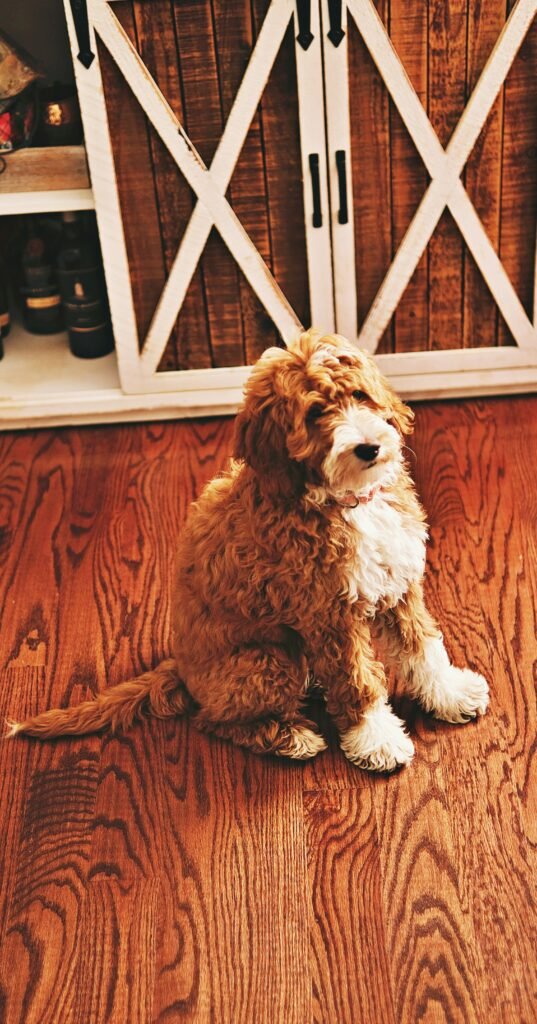 Puppy Socialization Tips