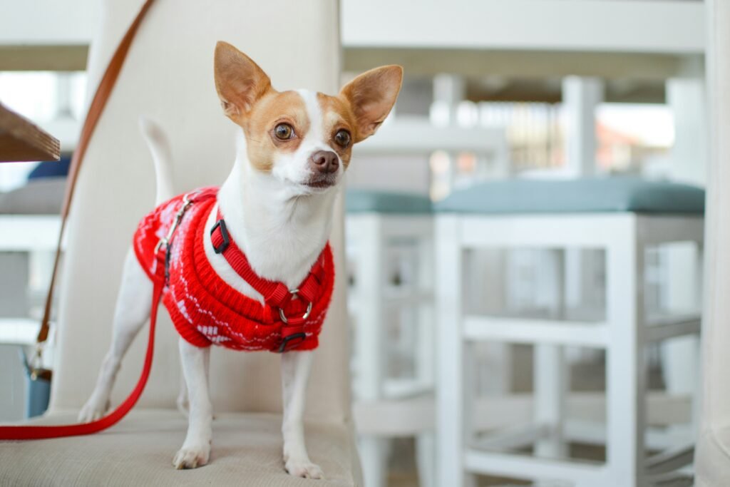 Best Collars For Dogs