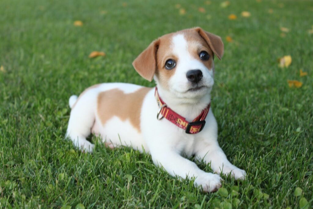 Best Collars For Dogs