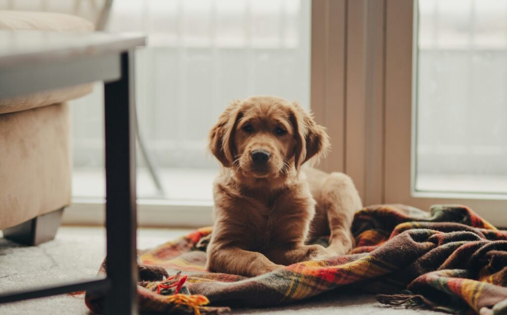 How To Handle Pet Anxiety
