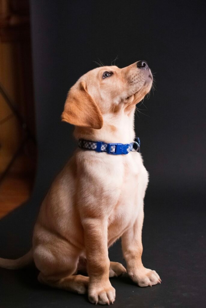 How To Handle Pet Anxiety
