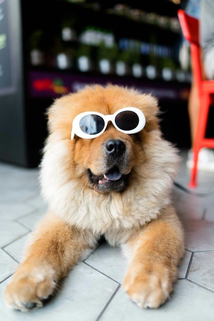 Healthy Dog Treats