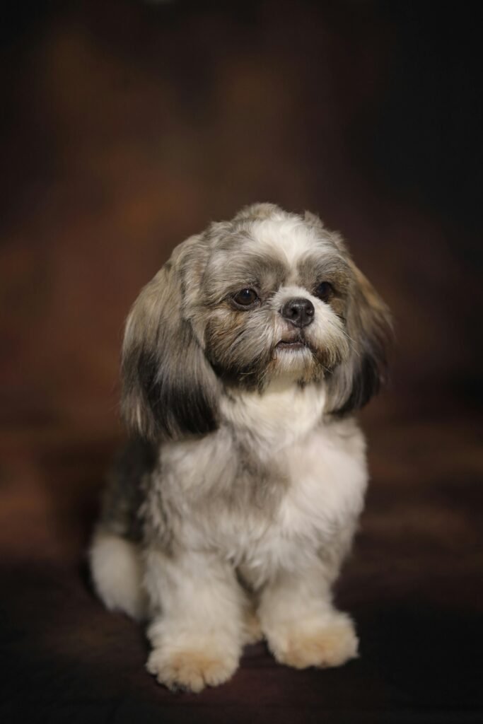 How To Handle Pet Anxiety