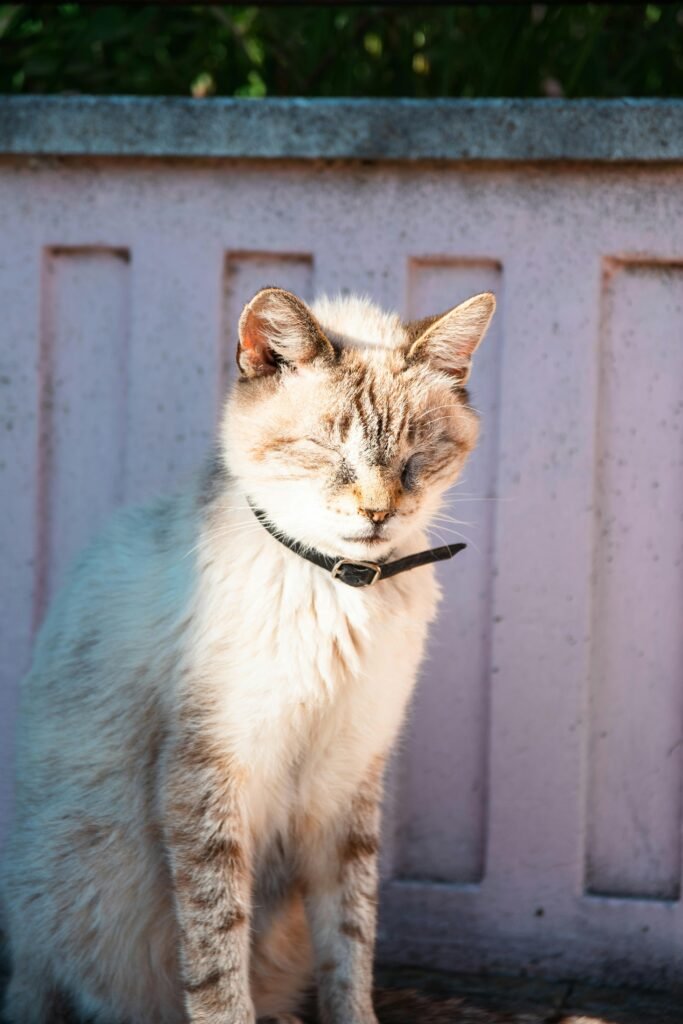 How To Handle Pet Anxiety
