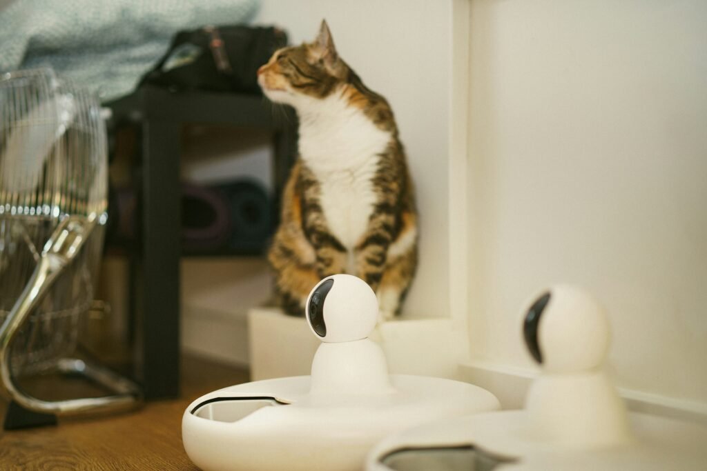 Cat Care Tips For Beginners