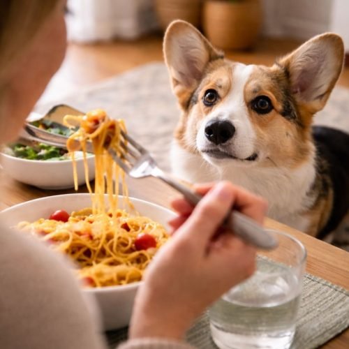 Why Your Pet Watches You Eat
