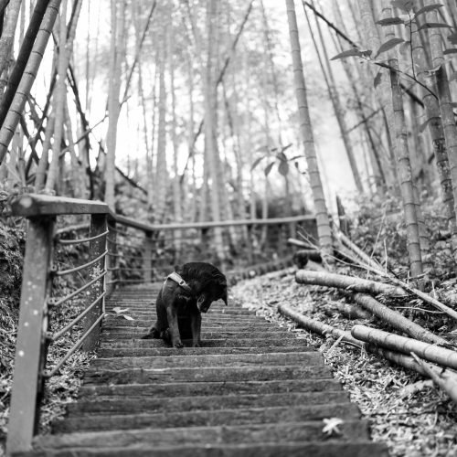 Best Collars For Dogs