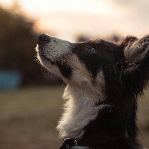 Best Dog Training Methods