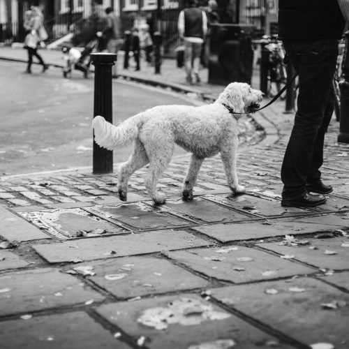 Best Leash For Walking Dogs