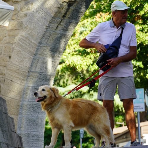 Best Leash For Walking Dogs