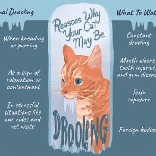 Cat Behavior Training