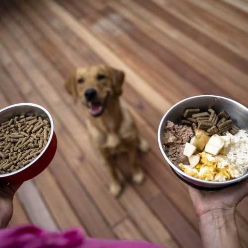 Choosing The Right Pet Food