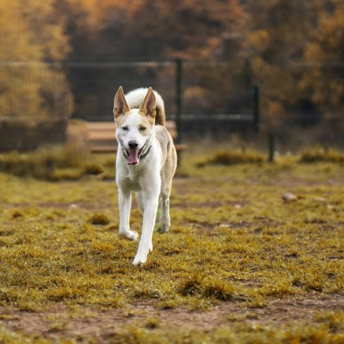 Comprehensive Dog Walking Advice from PawsnBlogs