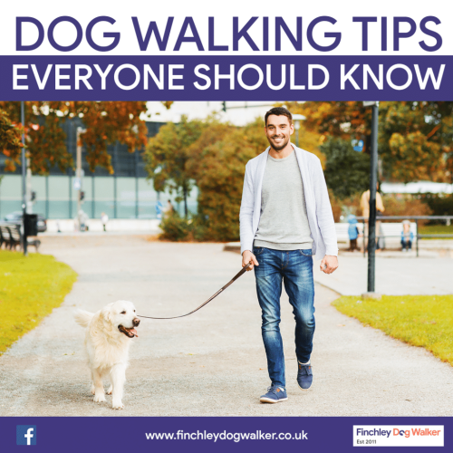Dog Walking Advice from PawsnBlogs