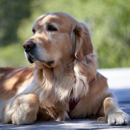 How To Handle Pet Anxiety