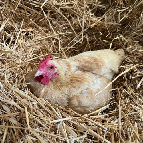 How To Handle Pet Anxiety