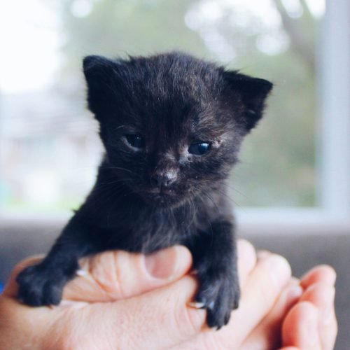 How To Raise A Kitten