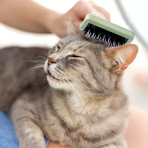 PawsnBlogs: Essential Cat Grooming Tips for Pet Owners