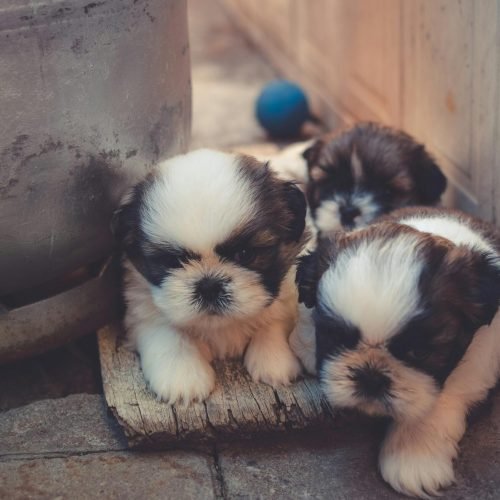 Puppy Socialization Tips