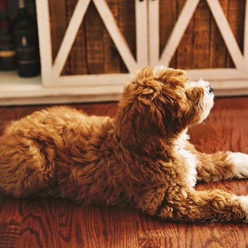 Puppy Socialization Tips